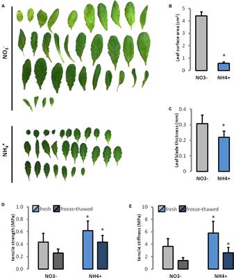 Altered Cell Wall Plasticity Can Restrict Plant Growth under Ammonium Nutrition